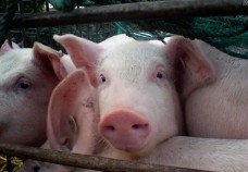 2025全国畜牧业生产形势分析会在山东泰安召开