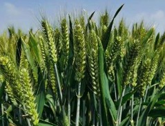 因地制宜做好农田冬管 夯实丰收基础