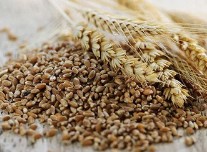 全国秋粮收购超1亿吨