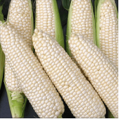 北京崇安沟观光园鲜食玉米 口感糯中带甜