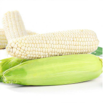 鲜食玉米“农科糯336”叶酸最高的玉米品种之一