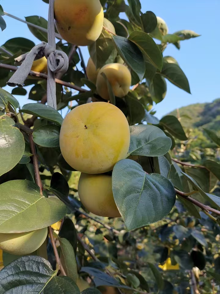 浙江绍兴供应太秋甜柿子啦！