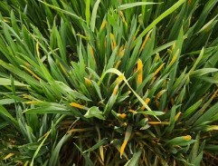 当前我国小麦条锈病发生面积130.09万亩，病况总体重于近三年