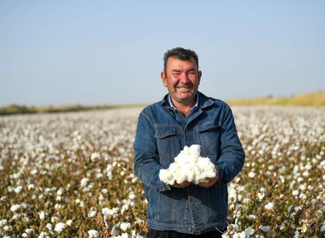 新疆棉花产业技术体系2024年科研攻关再获佳绩