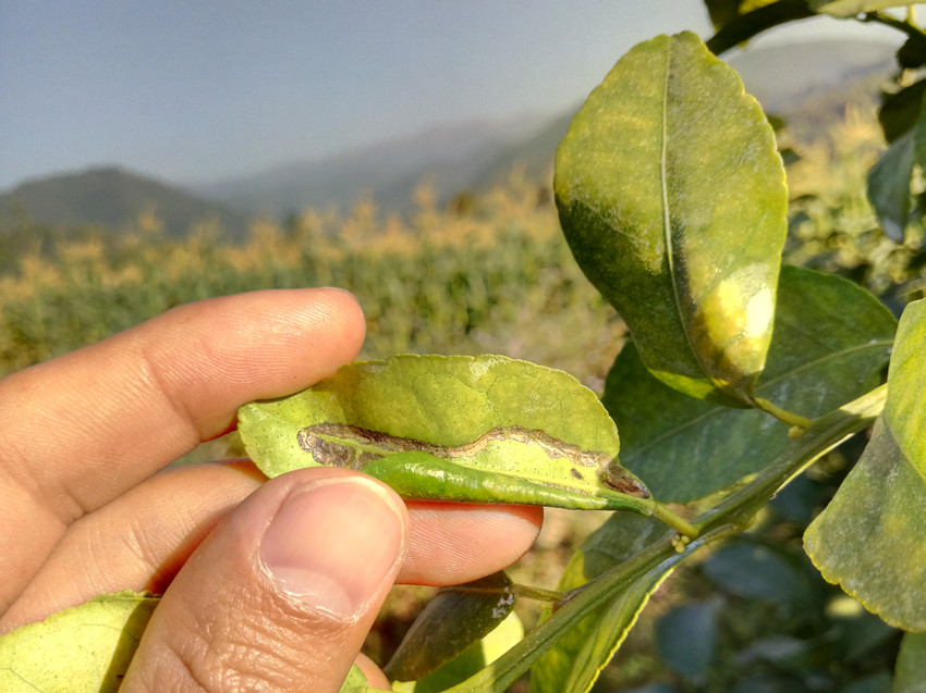 中国农科院植保所：柑橘黄龙病防控