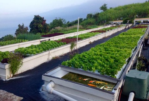 北京延庆乡村棚菜种植新尝试 鱼菜共生