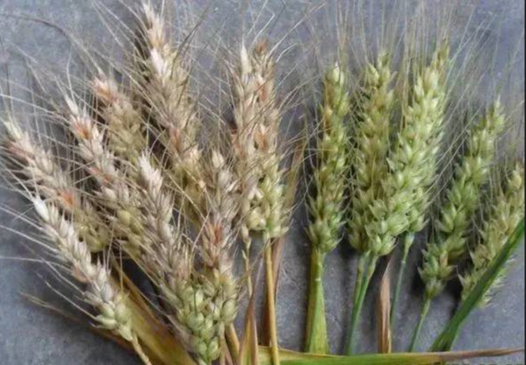 小麦赤霉病控病抑毒新策略