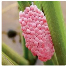 茶皂素防治水稻福寿螺