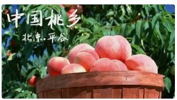 北京平谷8家重点商超在春节假期实现营业额5431万元