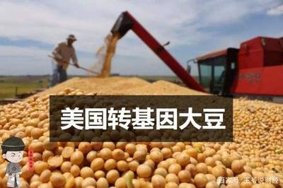 2024年中国进口大豆10503万吨，同比增加6.51%