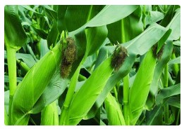 中国玉米种植面积稳中有增 年产量近3亿吨