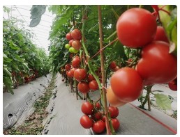 中国农科院烟草所研发出3D纳米花材料高效去除番茄表面新烟碱类农药