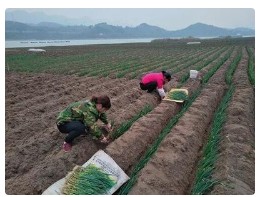 全国春灌面积已超1000万亩 进入春灌春播季节