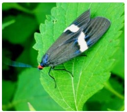 全国农技中心发布关于印发2025年粮食作物重大病虫害防控技术方案的通知