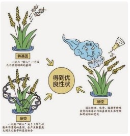连续五年点题强调″生物育种″，有何深意？