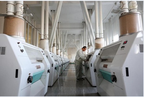 “种粮一体化”串起现代农业产业链