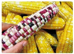 埃塞俄比亚正式批准转基因玉米商业化生产