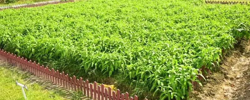 春秋季节空心菜的种植方法