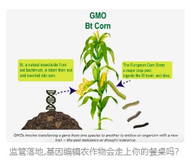 基因编辑技术：驱动农业革新与全球发展的新引擎