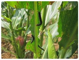 先正达生物制品在巴西推出新款大豆玉米害虫防治生防菌剂