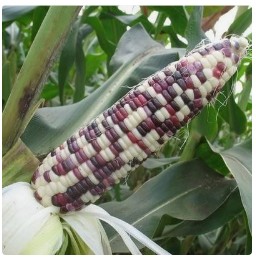 墨西哥修改宪法禁止转基因玉米种植