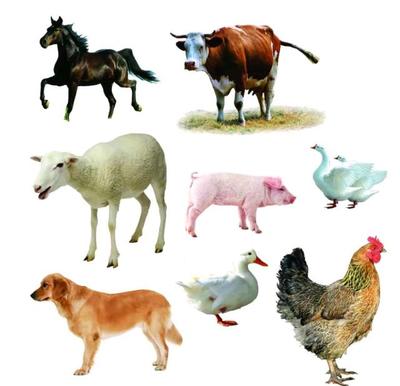 《种畜禽生产经营许可管理办法》将于2025年7月1日起实施