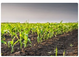 预计2025年全疆春玉米适宜播种期早于常年