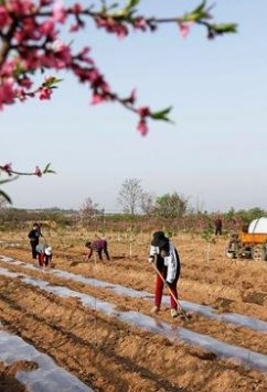 山西省农作物种植产业概况