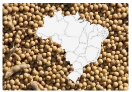 巴西2024/25年度大豆产量突破1.67亿吨，玉米与棉花同步增长