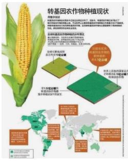 欧洲、亚太地区和非洲2024年转基因作物种植情况