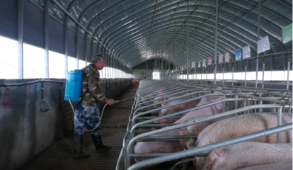 夏季猪场热应激防控指南