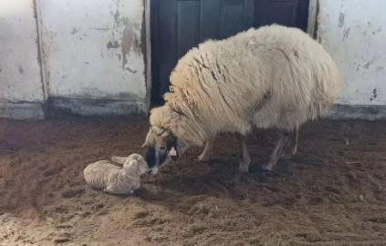 新疆首例基因编辑疾病模型羊培育成功