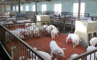 06月17日猪价：全国（生猪品种：外三元）均价为14.24元/公斤