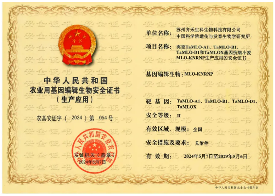 中国基因编辑主粮性状出海！齐禾生科授权AGT在澳开发抗白粉病高产小麦